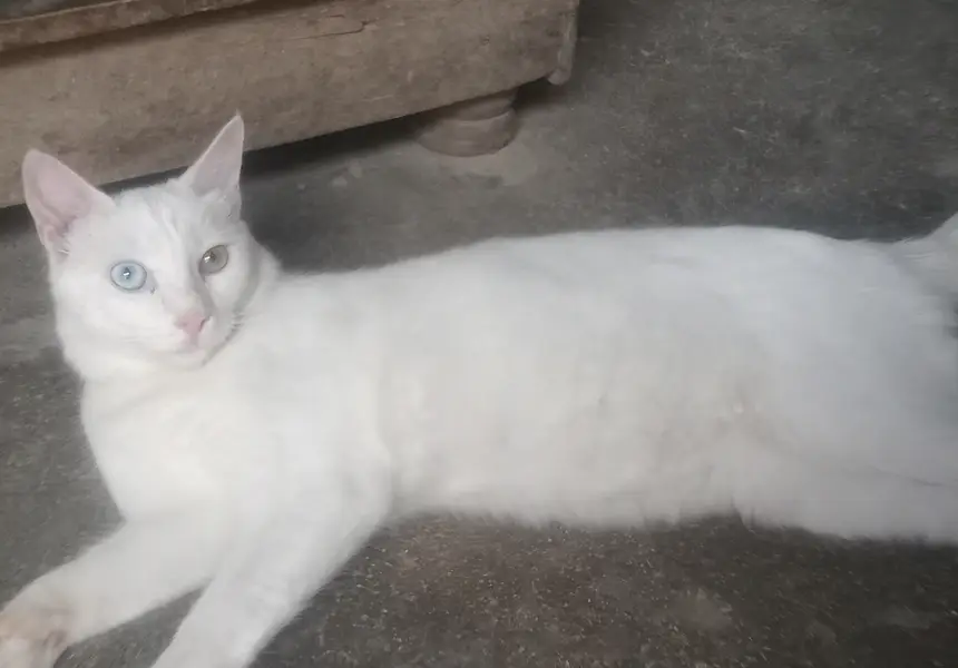 Turkish angora — photo 2