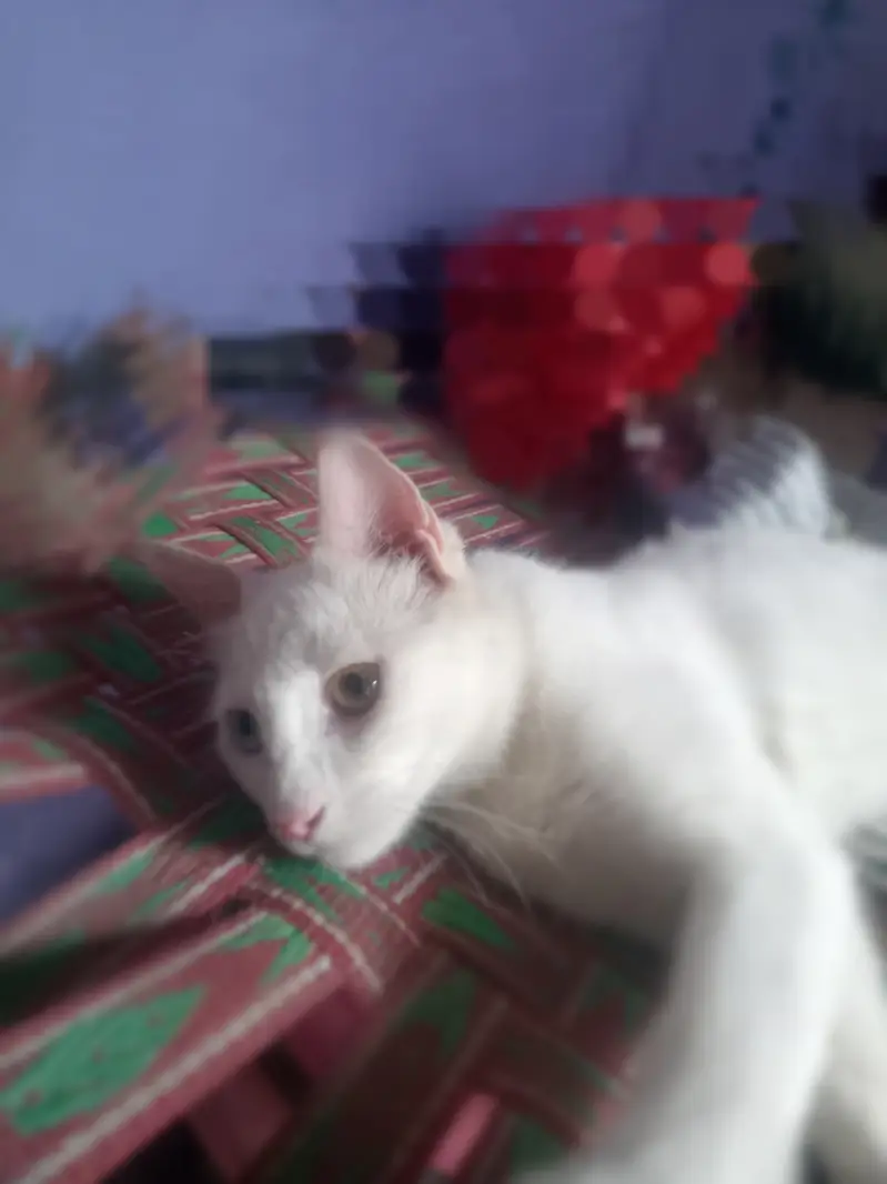 Turkish angora — photo 3