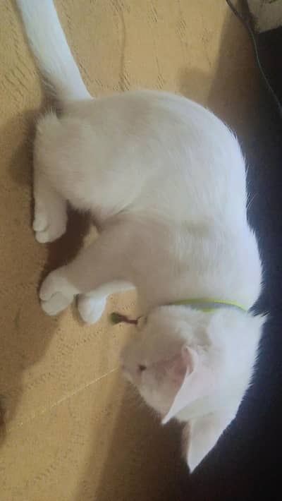 cats persion