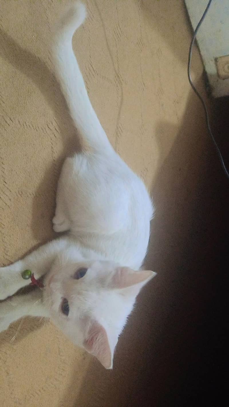 cats persion 1
