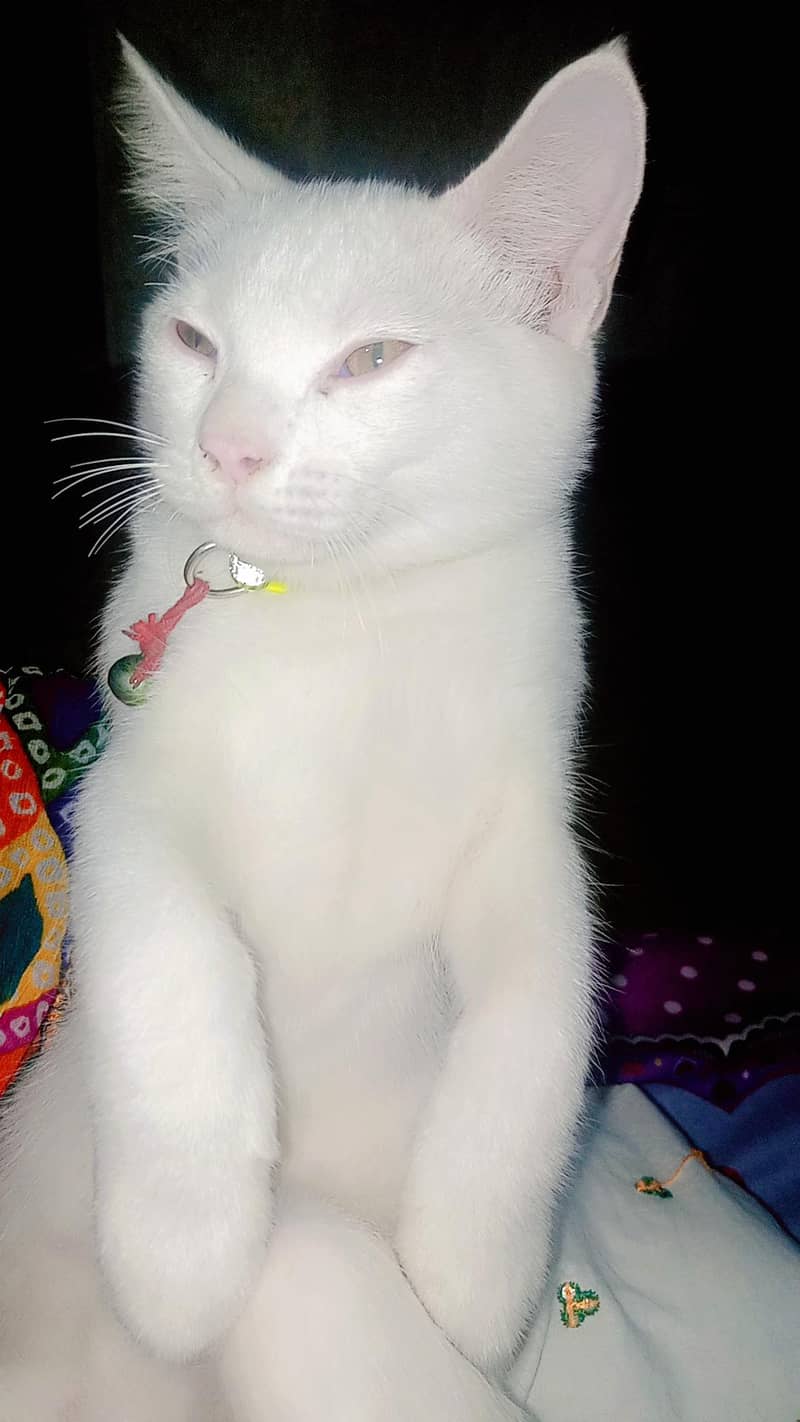 cats persion 2