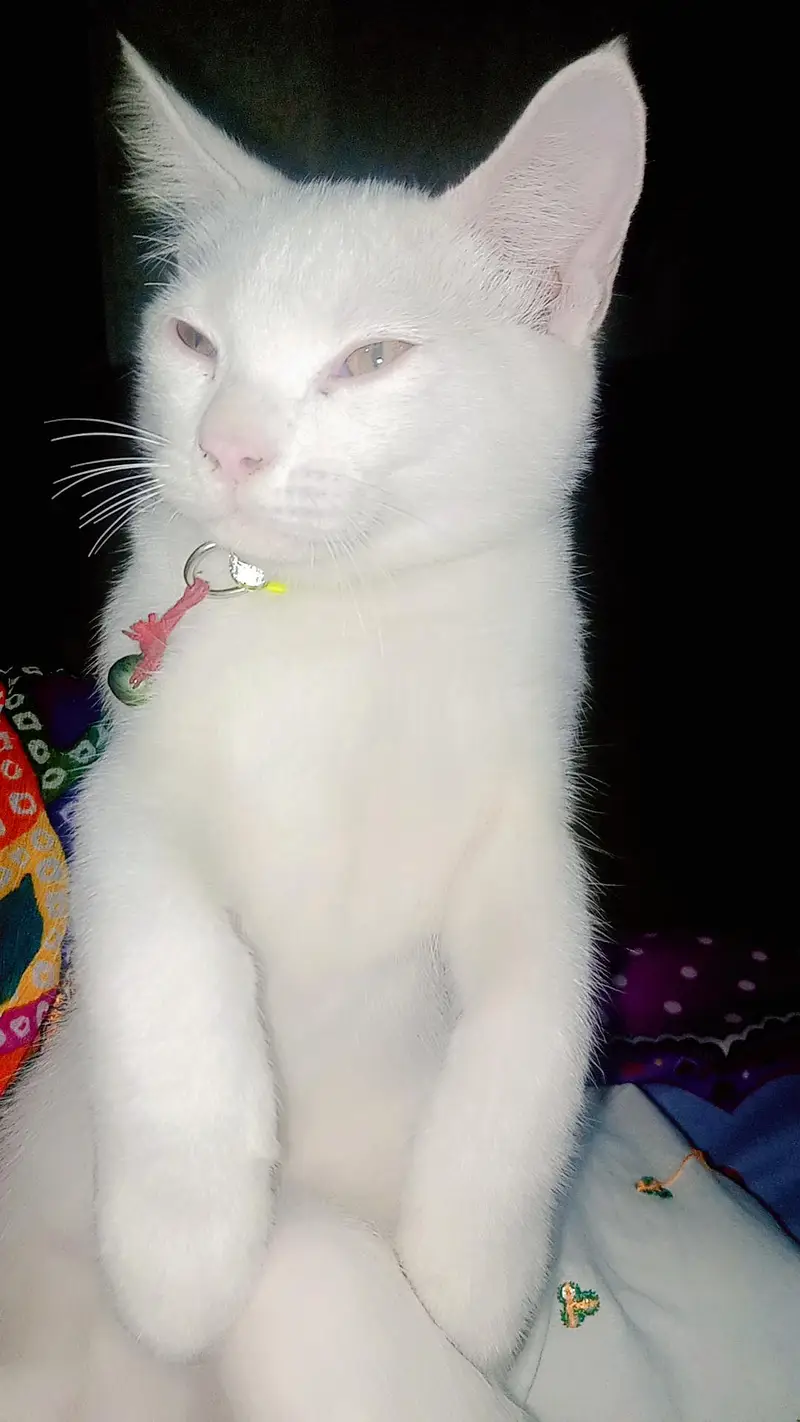 cats persion — photo 3