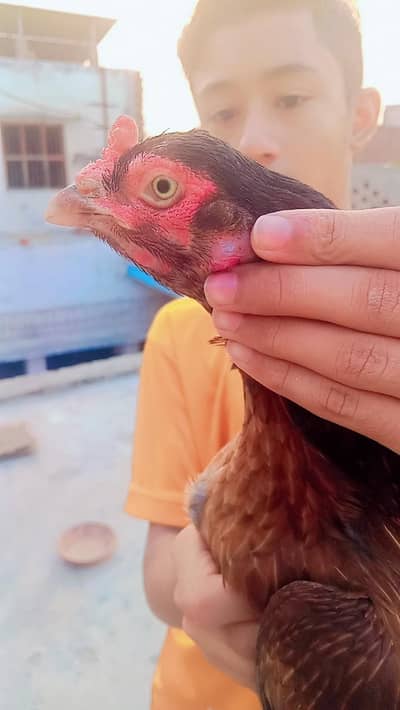 Best Quality Home Breed Amrohi Aseel Murgi