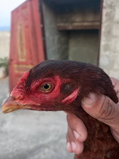 Aseel 2 female