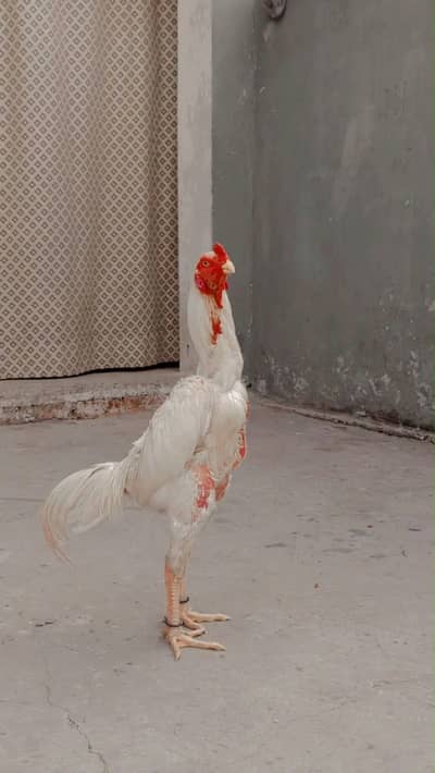 Aseel shani