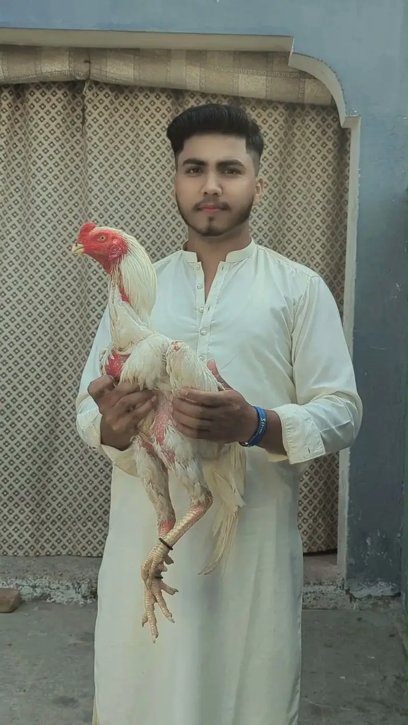 Aseel shani — photo 2