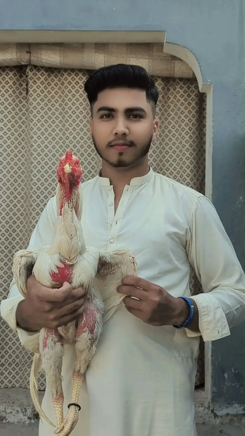 Aseel shani — photo 3