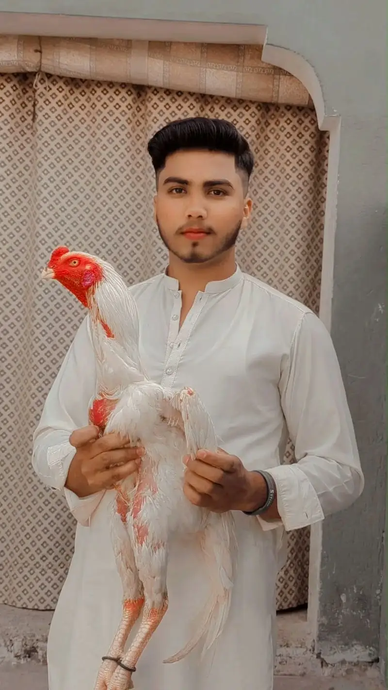 Aseel shani — photo 4