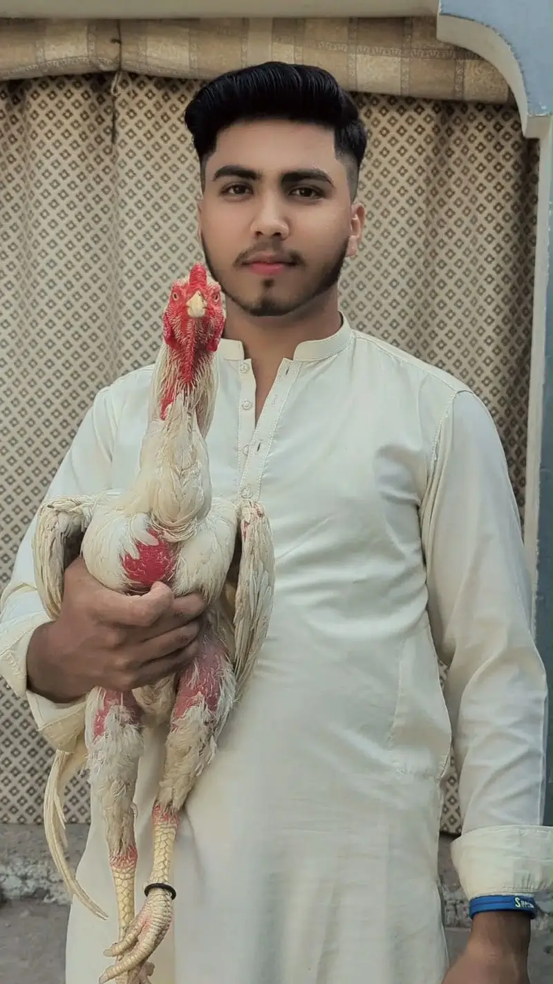 Aseel shani — photo 5