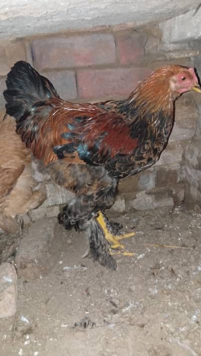 Golden buff pair for sale
