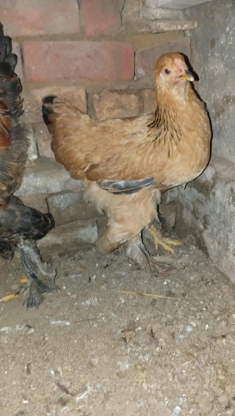Golden buff pair for sale — photo 2