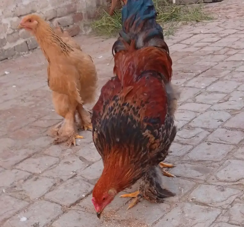 Golden buff pair for sale — photo 3