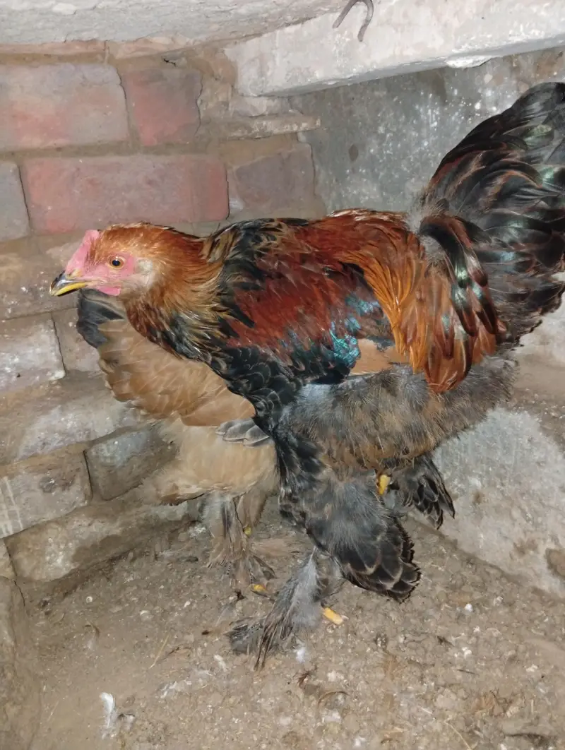 Golden buff pair for sale — photo 4