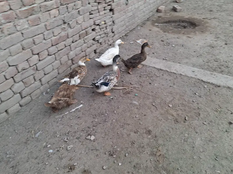 duck male female — photo 2