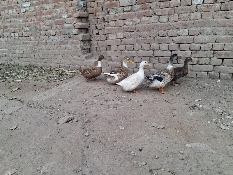 duck male female — photo 3