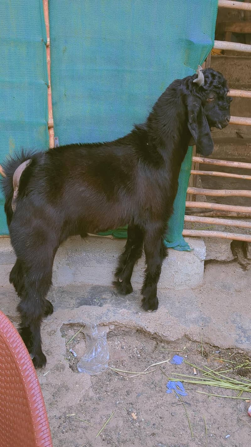 Nachi Bakra 0