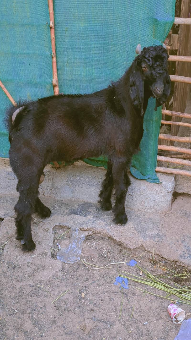 Nachi Bakra 1
