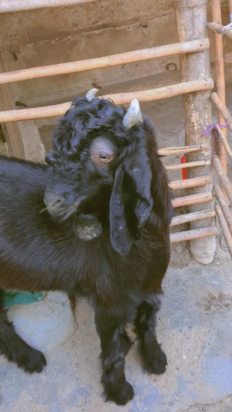 Nachi Bakra — photo 3