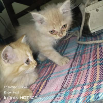 2 kitten or unki mma available for sale