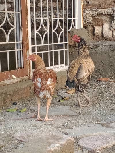 تین مرغیاں اور تین مرغے ھے