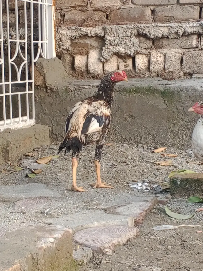 تین مرغیاں اور تین مرغے ھے — photo 2