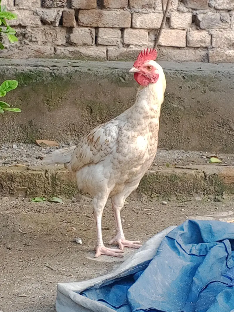 تین مرغیاں اور تین مرغے ھے — photo 3