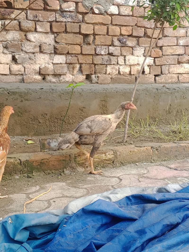 تین مرغیاں اور تین مرغے ھے 4