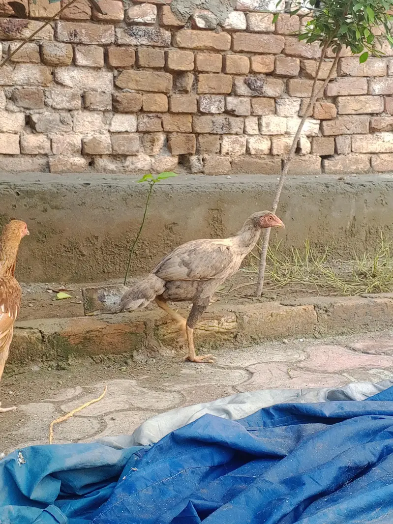 تین مرغیاں اور تین مرغے ھے — photo 5