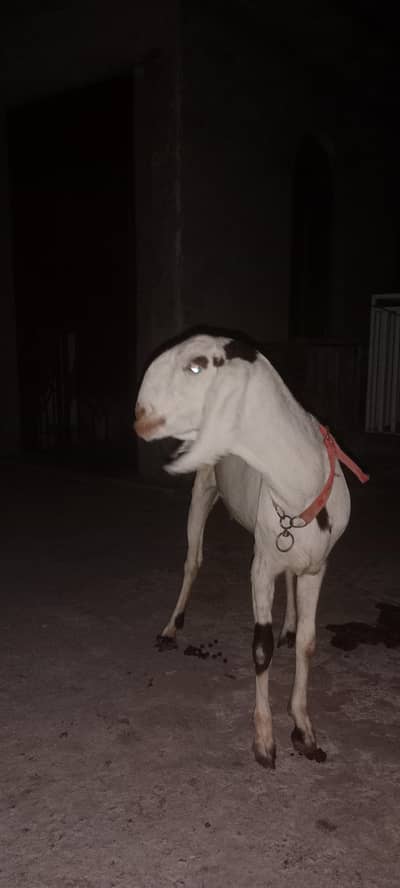 MashAllah Bittal bakra Qurbni / breding