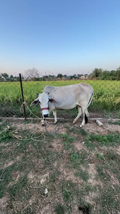 animal for sale