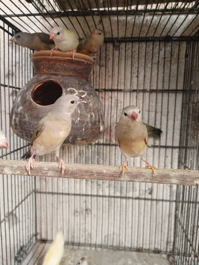 Godian Finch, Dove, bengalies