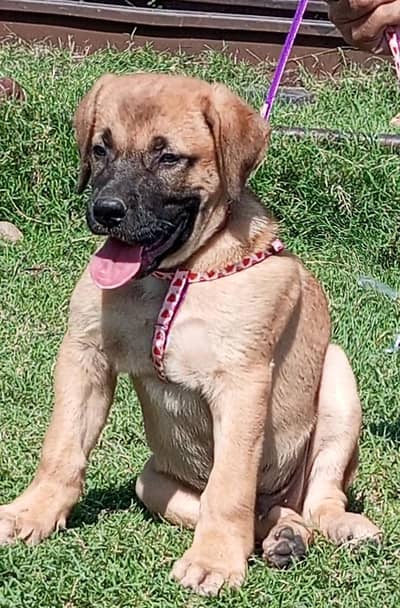 pure king Kurdish kangal male 2 month for sale sequrty breed