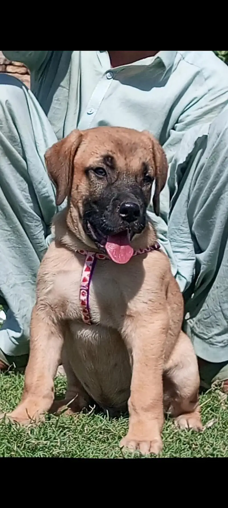 pure king Kurdish kangal male 2 month for sale sequrty breed — photo 2