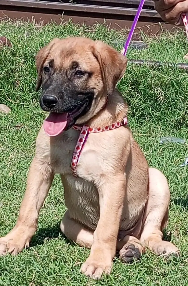 pure king Kurdish kangal male 2 month for sale sequrty breed — photo 3
