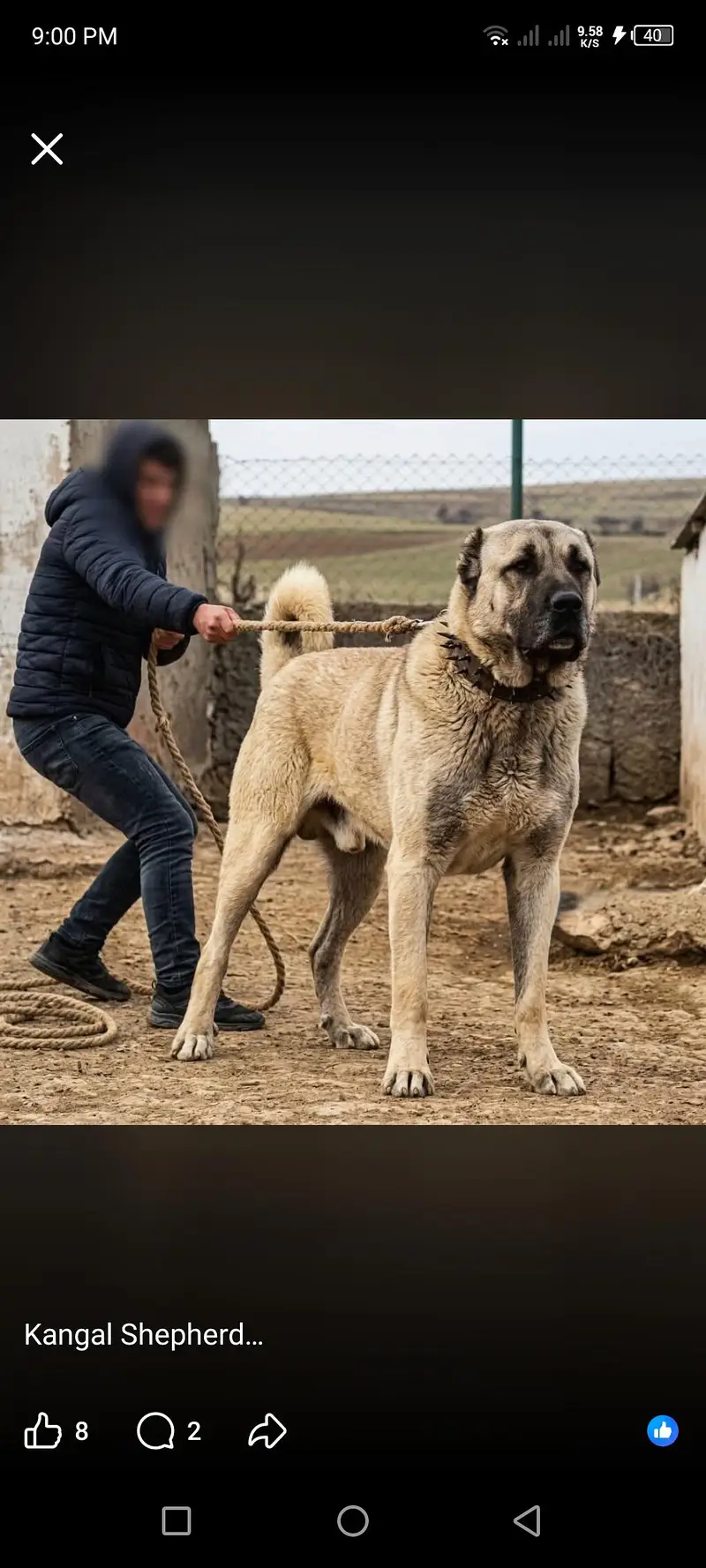 pure king Kurdish kangal male 2 month for sale sequrty breed — photo 4