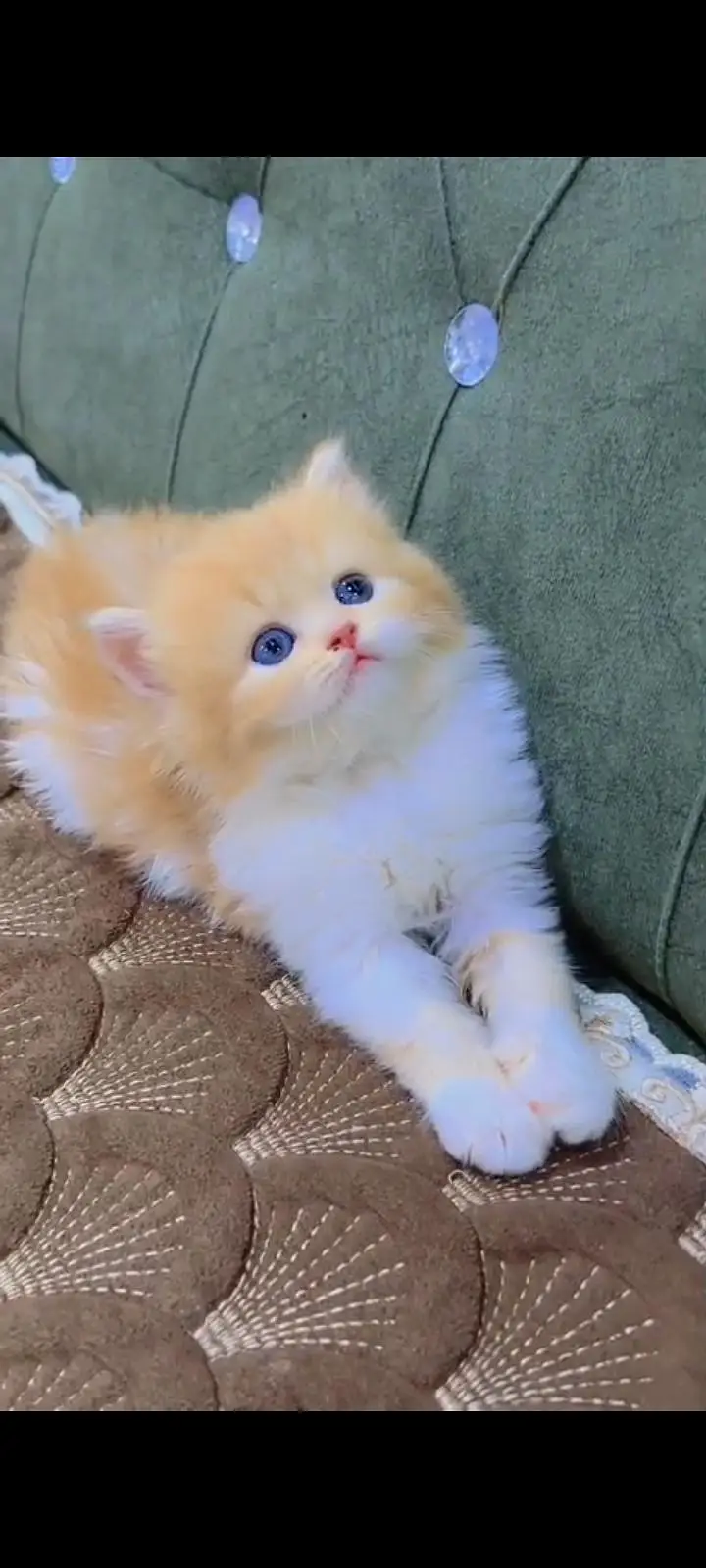 Quality Persian Punch face cat & kitten Male female Both available h — photo 3