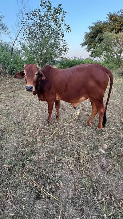 cow and baby cow for sale