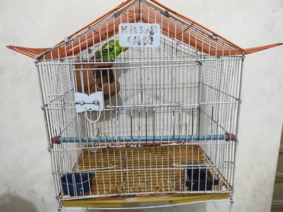 one beautiful Australian bird with cage for sale
