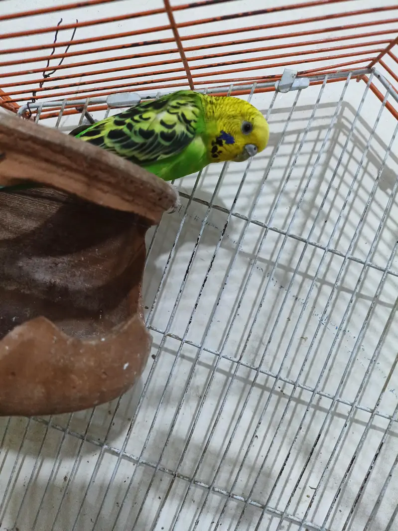 one beautiful Australian bird with cage for sale — photo 2
