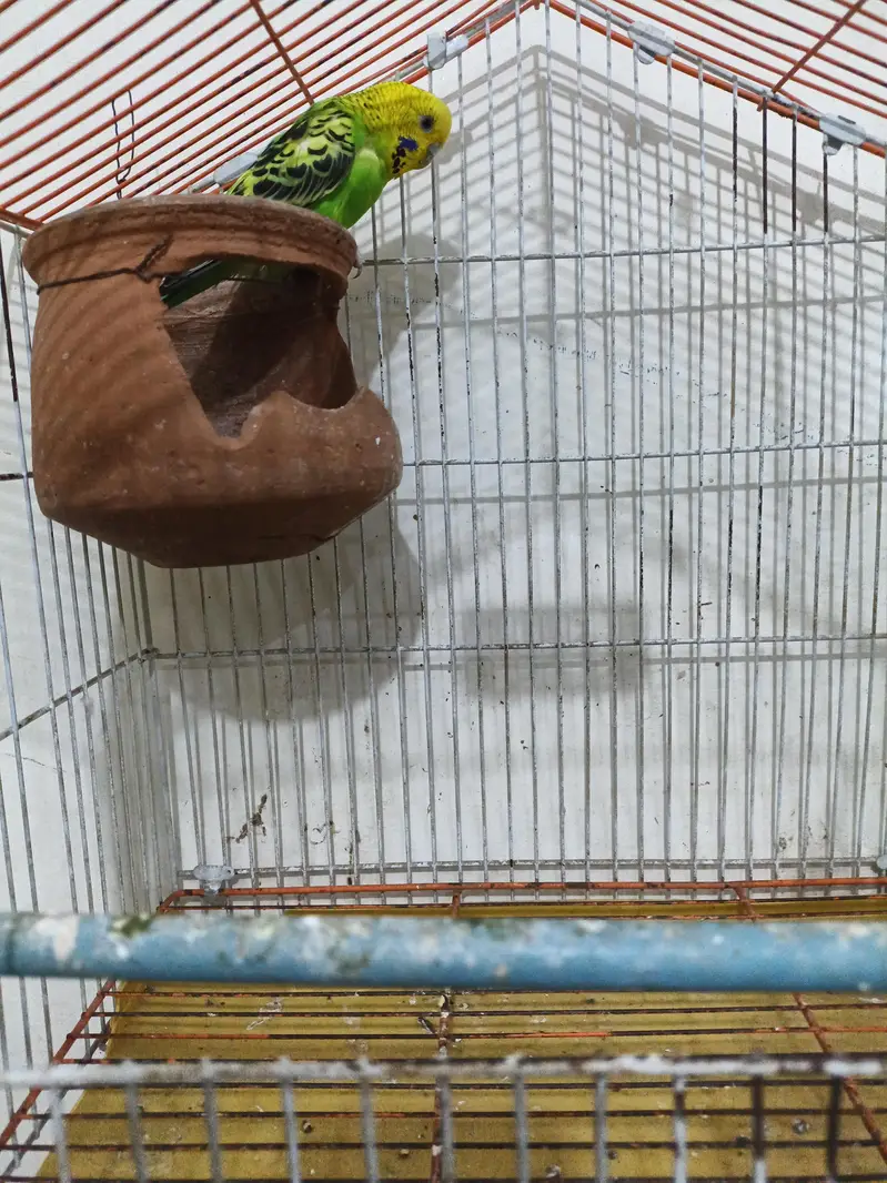 one beautiful Australian bird with cage for sale — photo 3