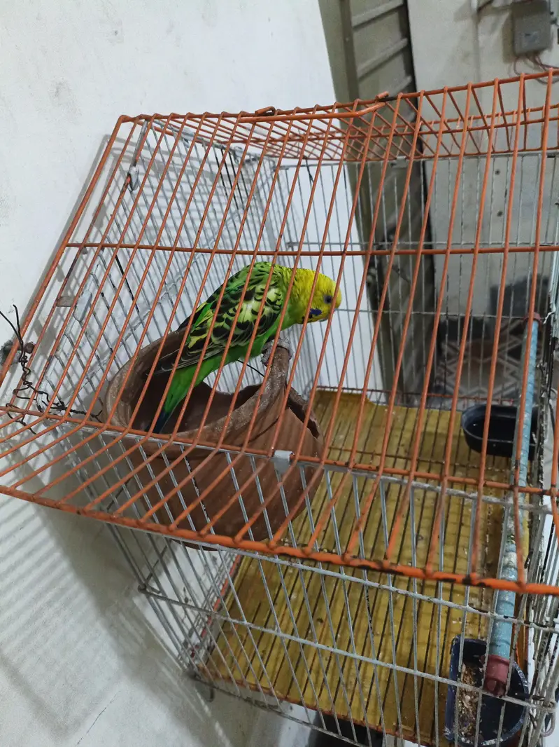 one beautiful Australian bird with cage for sale — photo 4