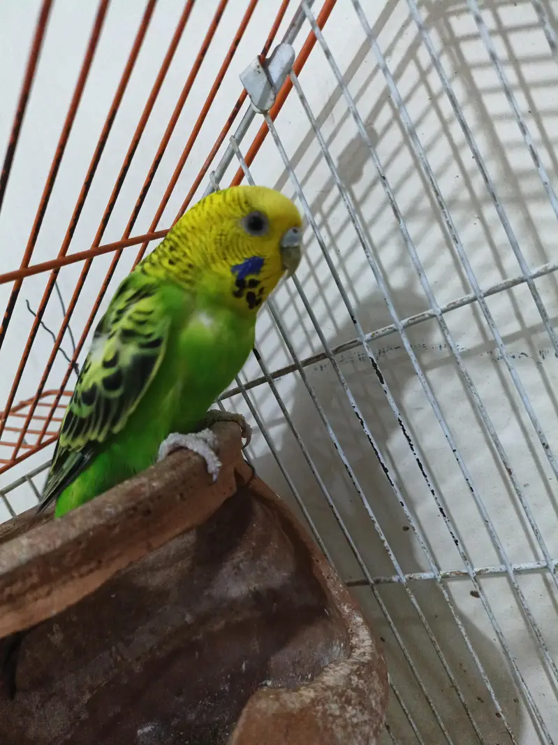 one beautiful Australian bird with cage for sale — photo 5