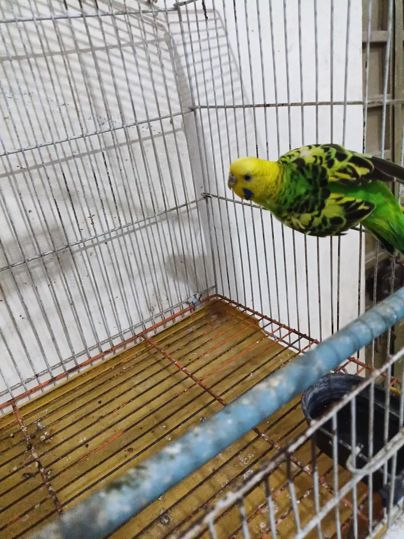 one beautiful Australian bird with cage for sale — photo 6