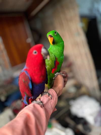 Eclectus parrots for sale