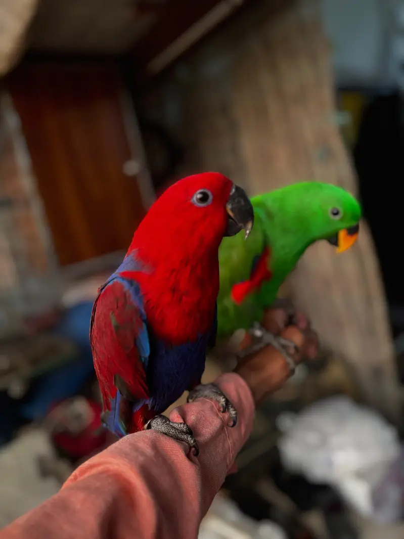 Eclectus parrots for sale — photo 2