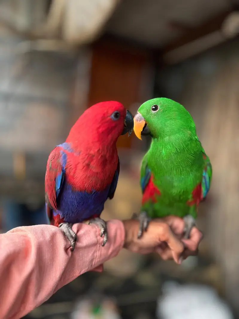 Eclectus parrots for sale — photo 3