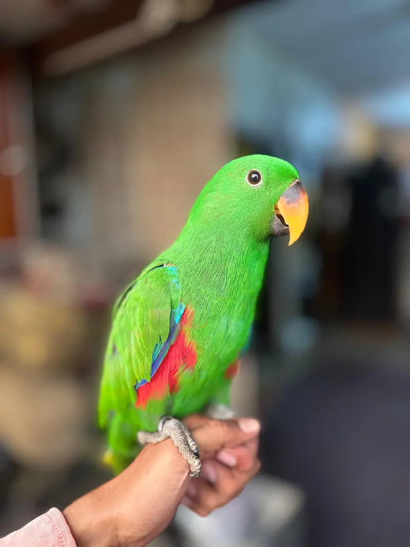 Eclectus parrots for sale — photo 4