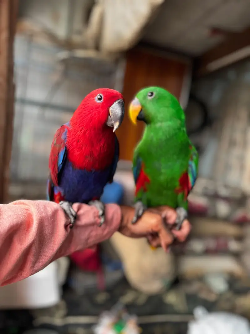 Eclectus parrots for sale — photo 5
