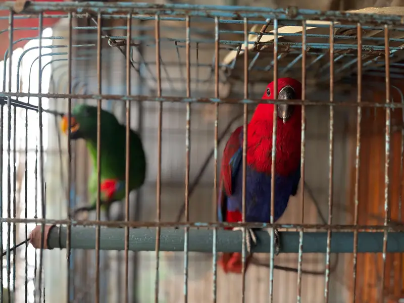 Eclectus parrots for sale — photo 6