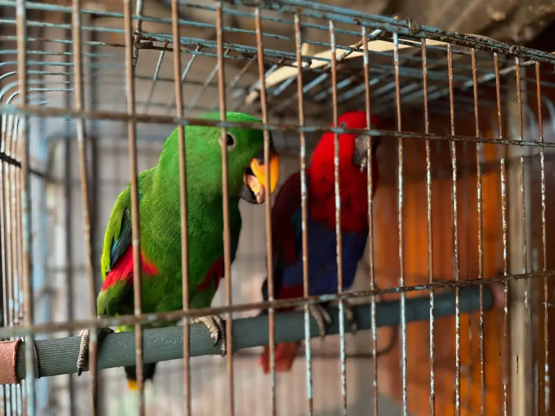 Eclectus parrots for sale — photo 8